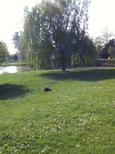 I think this was a muskrat??