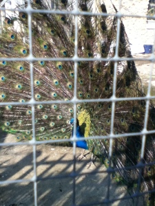 There was a very showy offy peacock...