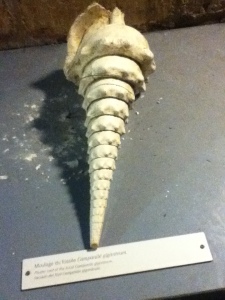 One of the fossils on display.